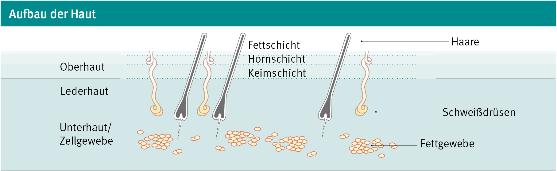 Aufbau der Haut